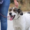 Elric ist ein wunderbarer, offener Hund!