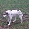 Elric ist ein wunderbarer, offener Hund!