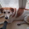 Dinus sucht Einzelzuhause auf dem Land
