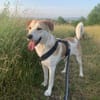 Dinus sucht Einzelzuhause auf dem Land
