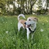 Dinus sucht Einzelzuhause auf dem Land