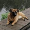 JOSHI auf der Suche nach seinem Glück!