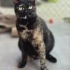 Hübsche, verspielte,Katze Mercedes