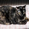 Hübsche, verspielte,Katze Mercedes