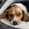 PIPPO-charmanter,verschmusterBeagle-Rüde