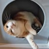 Ragu sucht ruhiges Zuhause