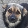 ZOICA ist eine Traumhündin