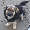 ZOICA ist eine Traumhündin
