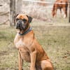 Maison - Boxerjunge möchte ankommen
