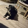 Joschi sucht seine Familie für immer