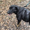 Dora sucht ihre Menschen💕🍀🐾