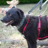 Pepper sucht dringend ein Zuhause
