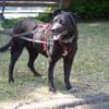 Pepper sucht dringend ein Zuhause