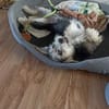 Sweety  in 59872 Meschede