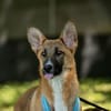 Aufgeweckte Bonny sucht Ihre Familie