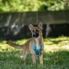 Aufgeweckte Bonny sucht Ihre Familie