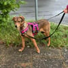 Lilly sucht ein Zuhause