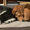Lilly sucht ein Zuhause