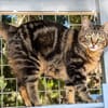Zuckersüße Sugar sucht Happy Home