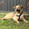 Herzenshund Snoopy sucht Zuhause