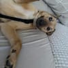 Herzenshund Snoopy sucht Zuhause