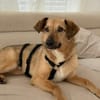Herzenshund Snoopy sucht Zuhause