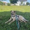 Herzenshund Snoopy sucht Zuhause