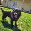 Verschmuster Paco