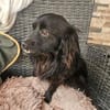 Verschmuster Paco