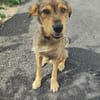 Traumhund Kiko