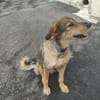 Traumhund Kiko