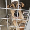 Traumhund Kiko