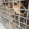 Traumhund Kiko