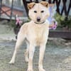 ANGELICA, Mix, geb. 03/2025
