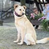 ANGELICA, Mix, geb. 03/2025