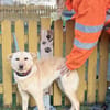 ANGELICA, Mix, geb. 03/2025