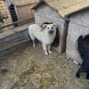 Junghündin Betty sucht ihr Glück