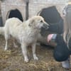Junghündin Betty sucht ihr Glück