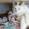 Choupette