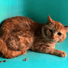 Kenobi