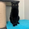 BLACKY