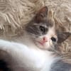Bouillotte