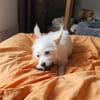 Lili Puce. la mignonne louloute
