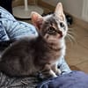 Tino
