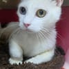PERLA