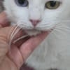 PERLA