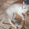 PERLA