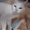 PERLA