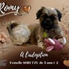 Romy