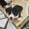 MOON, chiot femelle Croisée Jack Russel